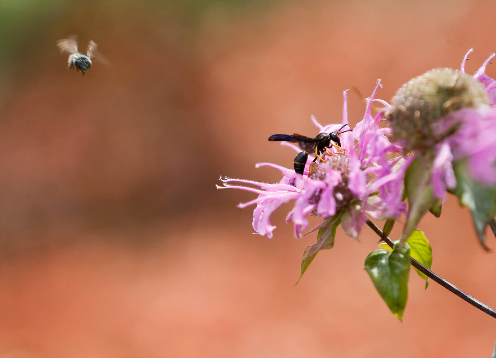 happy bees